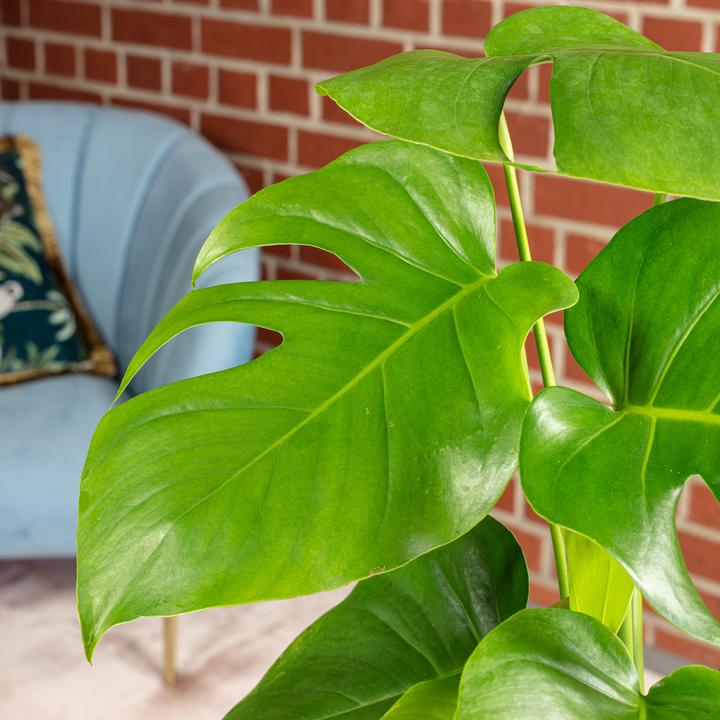 Immagine prodotto Flowerbox Foglia di finestra - Monstera Deliciosa (75 cm)