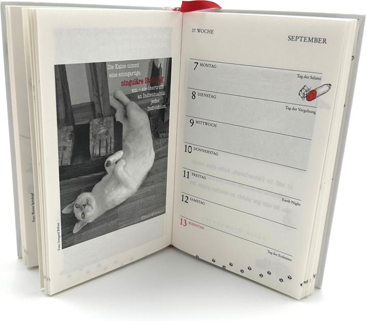 Produktbild Katzen Taschenkalender 2026 (1 Woche / 1 Seite)