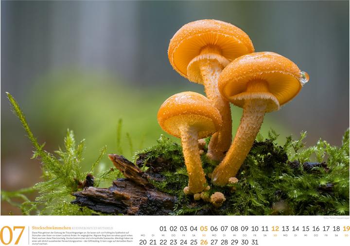 Actual product image Pilze Kalender 2026