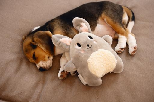 Immagine prodotto Beeztees Giocattoli da coccolare per cuccioli (Giochi per cuccioli)