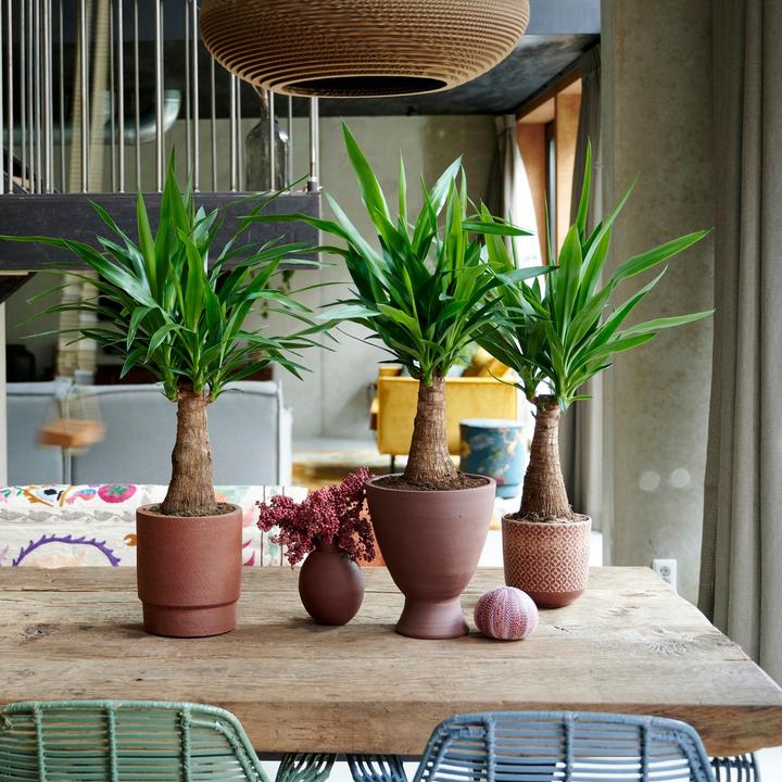 Actual product image Fresca-Plant Yucca Maya Tree 24cm