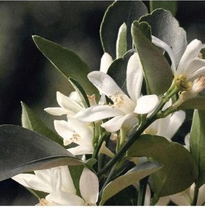 Produktbild Chloé Rose Naturelle Refill (Eau de Parfum, 100 ml)