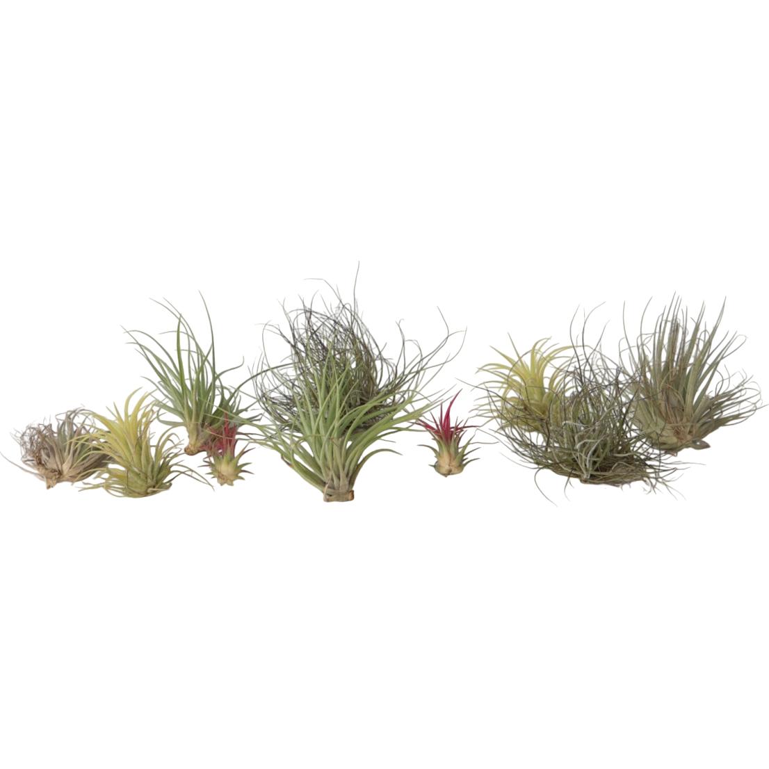 Plant in a Box, Pflanzen, Tillandsia - 10er-Set Kakteen Gautschi (5 cm)