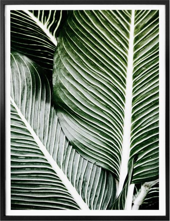 Image du produit Trenddeko Feuilles de palmier (30 x 40 cm)
