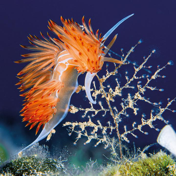 Produktbild Meerestiere 2026 (30 x 30 cm, Harter Einband, Deutsch, Spanisch, Französisch, Tschechisch, Polnisch, Niederländisch, Italienisch, Englisch)