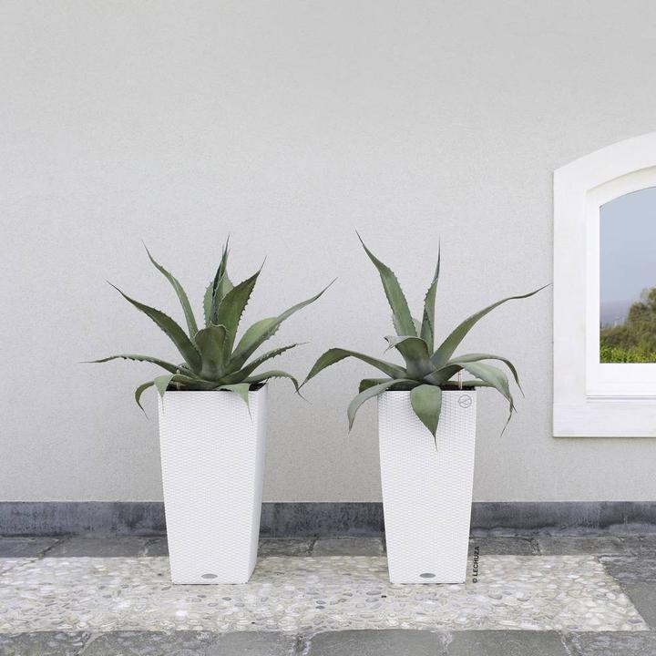 Immagine prodotto Lechuza Cubico Cottage (29.50 cm)