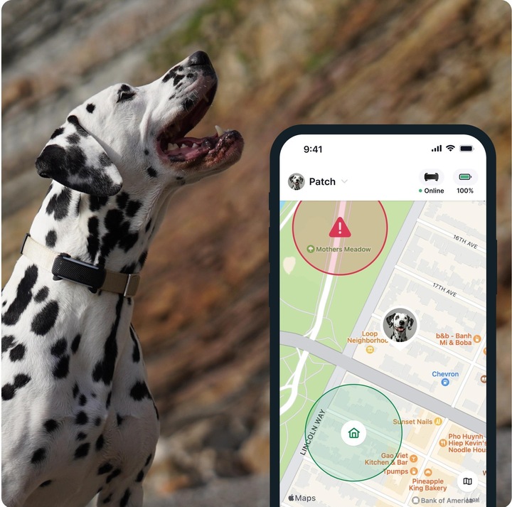 Immagine prodotto Tractive GPS Tracker Dog 6 (Cane, Passeggiare)