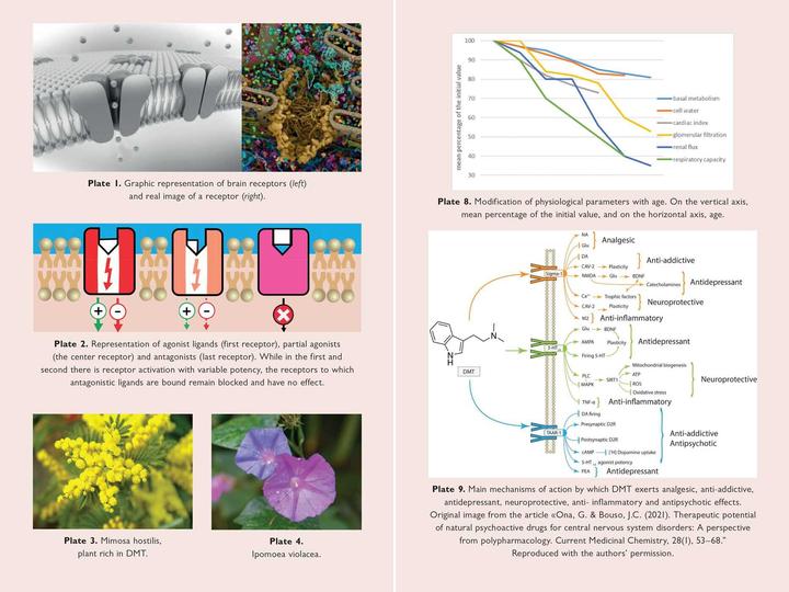 Actual product image The Neuroscience of Psychedelics (English, Genís Ona, José Carlos Bouso, 2024)