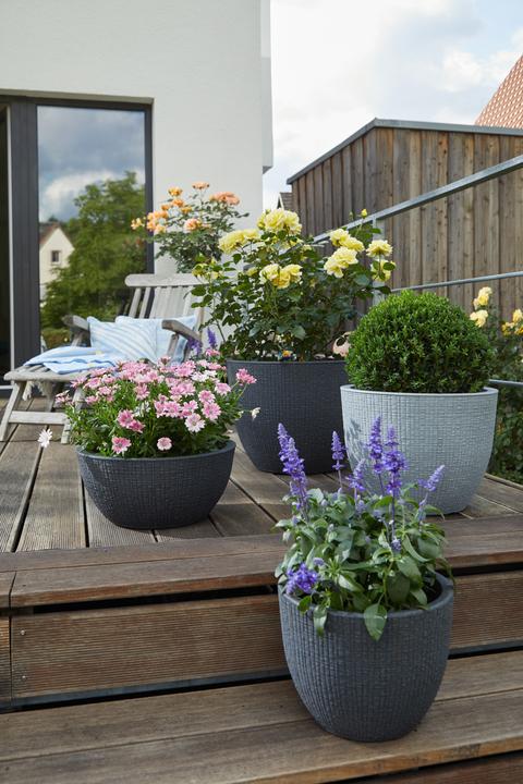 Produktbild Scheurich Barceo Bowl (39 x 17 cm)