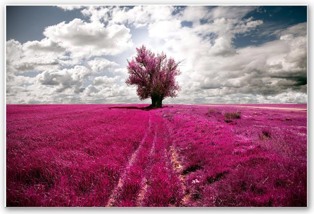 Image du produit Trenddeko L'arbre solitaire (100 x 70 cm)