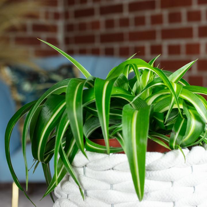 Produktbild Flowerbox Grünlilie "Bonnie" - Chlorophytum Comosum (25 cm)