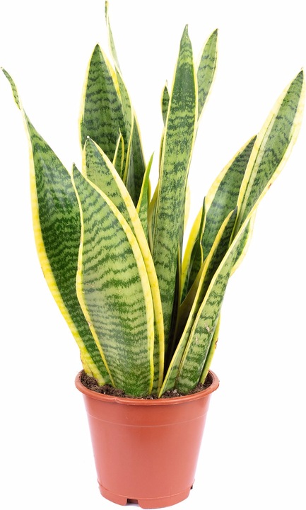 35 cm