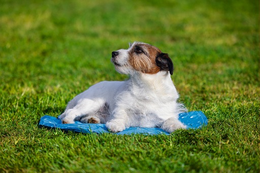 Immagine prodotto Karlie Tappetino di raffreddamentoGiù rotondo (Cane)