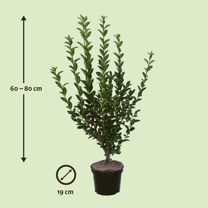 Produktbild Zulauf Ovalblättriger Liguster / Ligustrum ovalifolium (80 cm)