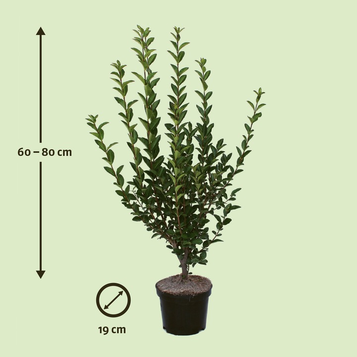 Produktbild Zulauf Ovalblättriger Liguster / Ligustrum ovalifolium (80 cm)