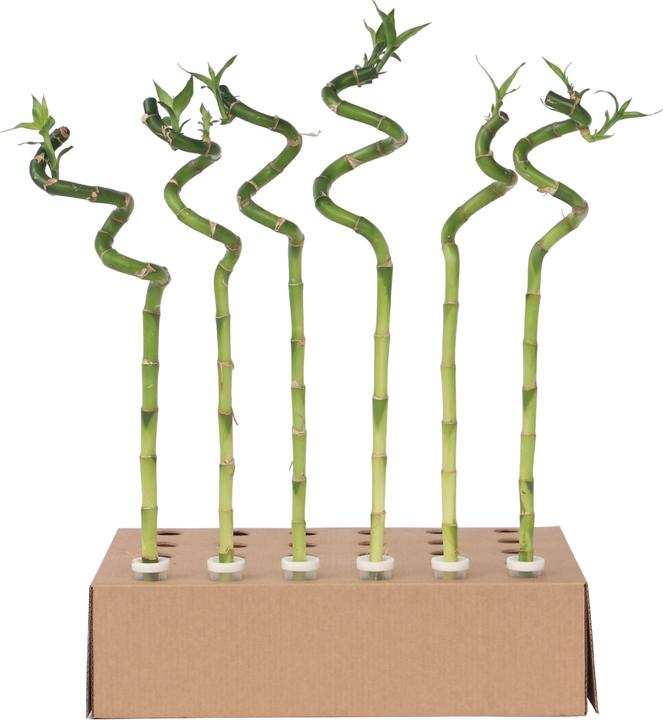 Actual product image Plant in a Box Dracaena sanderiana - Set of 12 Lucky Bamboo (40 cm)