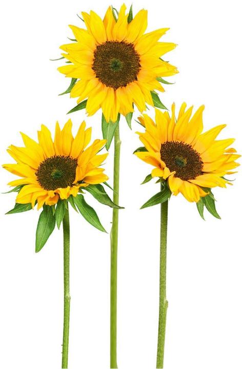 Image du produit Trenddeko tournesols (50 x 73 cm)