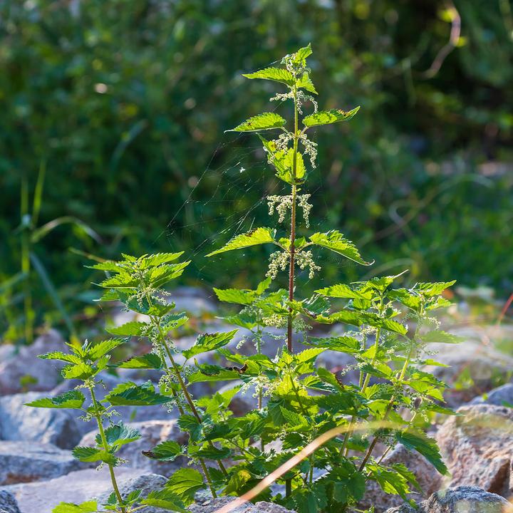 Immagine prodotto Sekoya Ortica e bambù | Rafforza capelli e unghie (90 pz.)