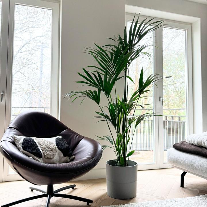 Produktbild Plant in a Box Howea forsteriana - Kentia Palme (170 cm)