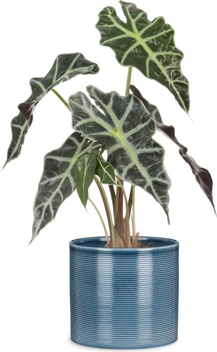 Actual product image Scheurich 828 (23 cm)