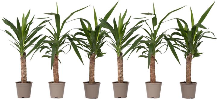 Image du produit Plant in a Box Yucca Elephantipes - Set de 6 palmiers (50 cm)