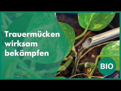 Image du produit Andermatt Biogarten Solbac (Moucherons champignons)