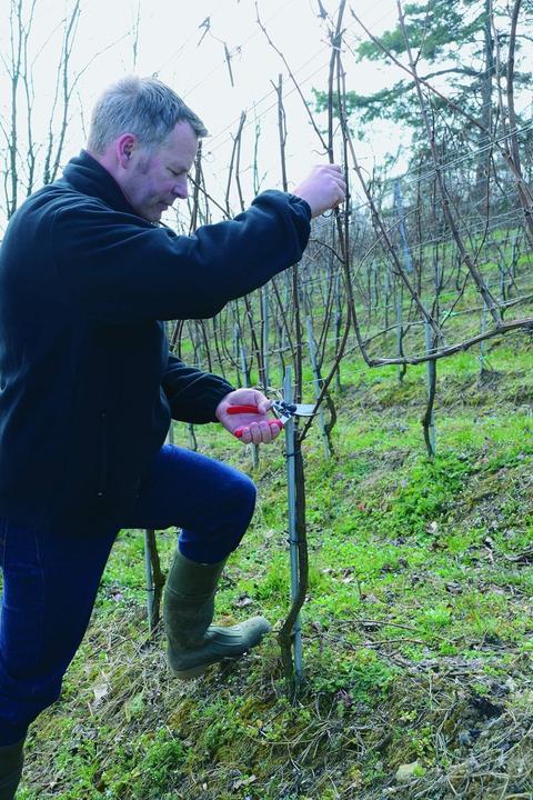 Produktbild Felco 17 Bypass Gartenschere für mittelgrosse Hände, für Linkshänder
