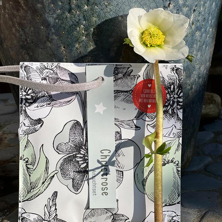 Produktbild Wunderle Wundertüte Weihnachtsgruss Christrosen Anzuchtset (Geschenktüte, 1 x)