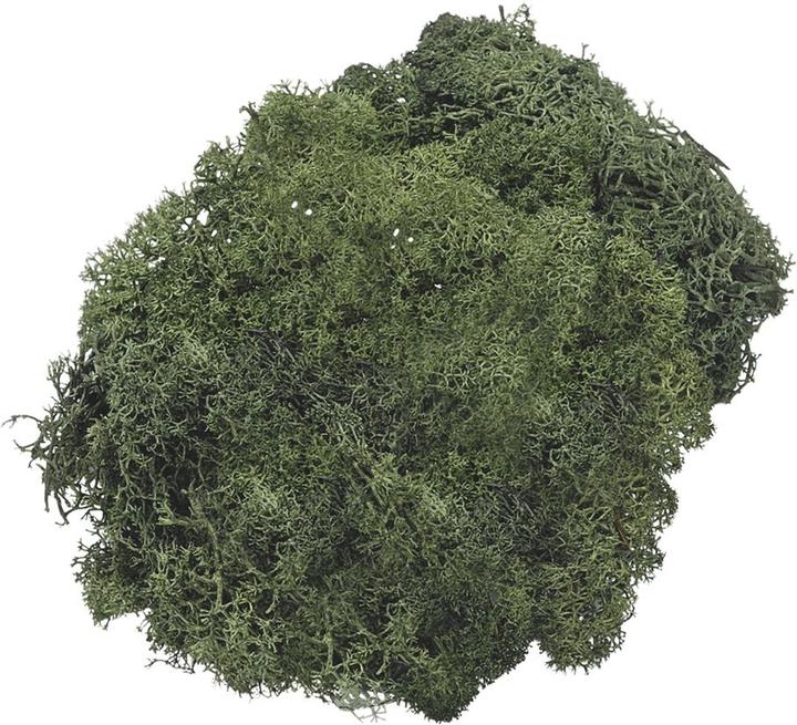 Fir sprigs