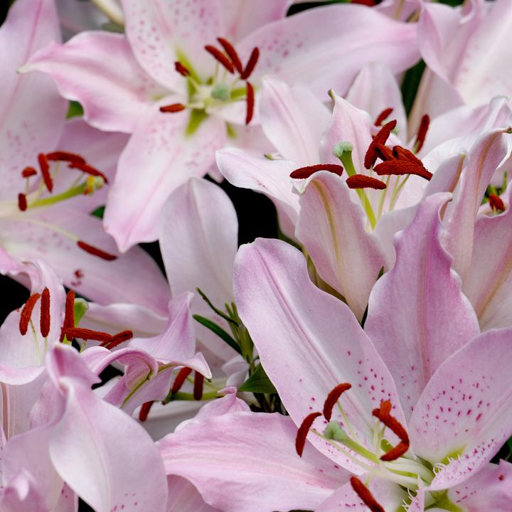Image du produit Plant in a Box Lilium orientalis mix - Lot de 10 Lys (10 cm)