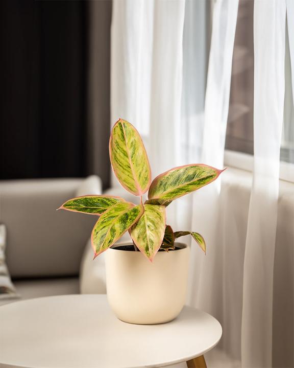 Produktbild feey Aglaonema Salmon Fantasy (25 cm, Frisch umgetopft)