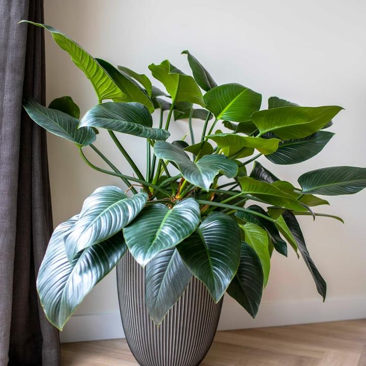 Produktbild Capi Tripp (46 x 58 cm)