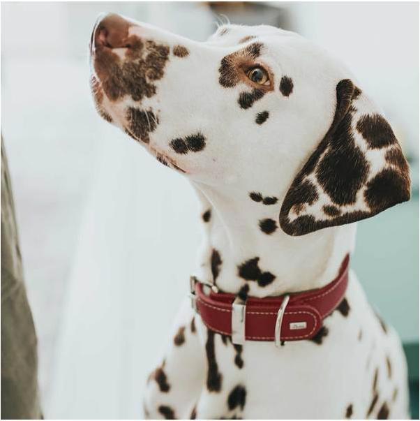 Produktbild Hunter Halsband Aalborg Special (23, 24, Hund, Hundesport)