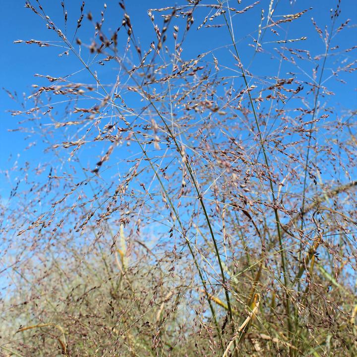 Produktbild Zulauf Rutenhirse / Panicum virgatum Prairie Sky (40 cm)