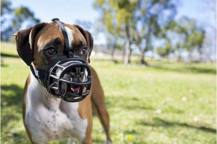 Produktbild Company of Animals Maulkorb Ultra Muzzle Gr. 2 (2, Hund, Allgemein)