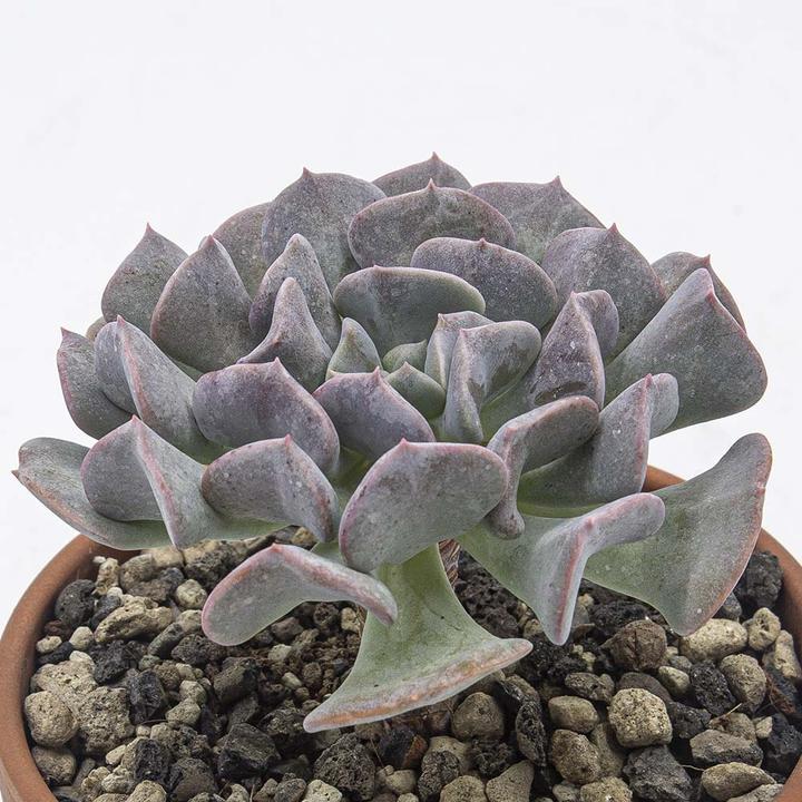 Produktbild Kakteen Gautschi Sukkulenten-Set 5 (15 cm)