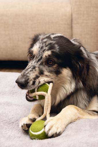 Produktbild Beeztees Minus One Hundespielzeug Tennisball (Ballspielzeug Hund)
