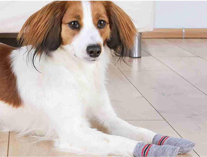 Actual product image Trixie Dog socks (S, XS, Dog socks)