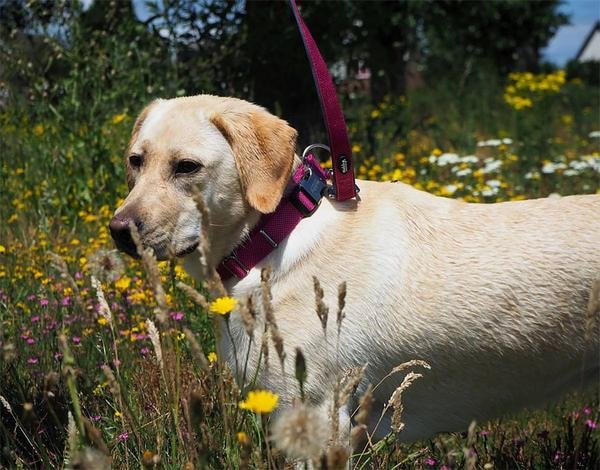 Produktbild Nobby Halsband Classic Preno Royal (XS, Hund, Allgemein)