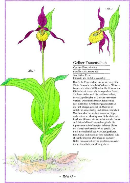 Actual product image Lavendel, Lilie, Löwenzahn (German, Virginie Aladjidi, 2017)