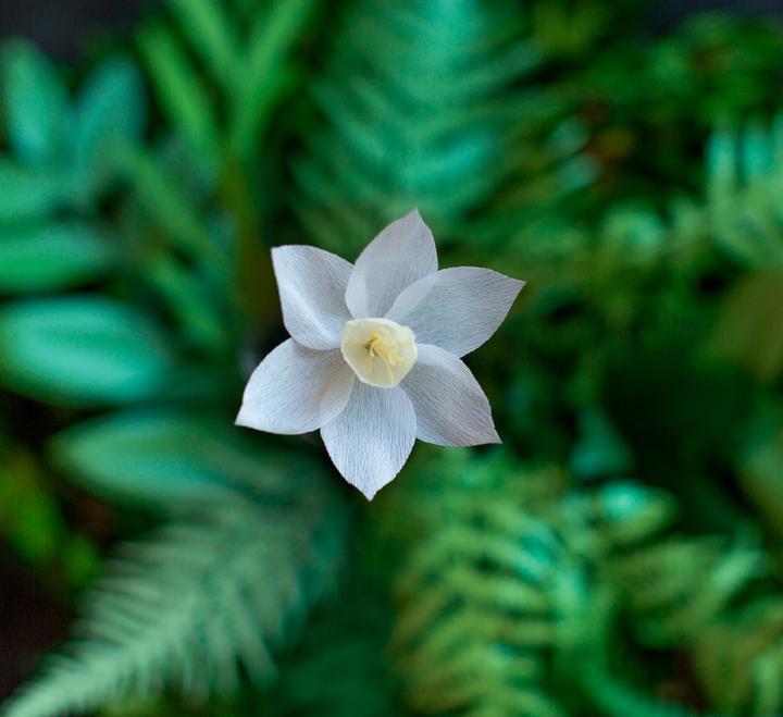 Image du produit Werola Secret Garden (48 g/m², 10x)