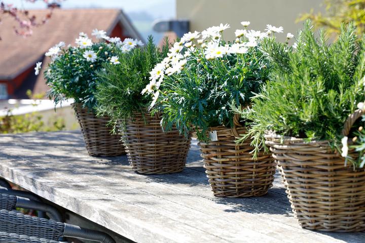 Actual product image Jaco Singa basket