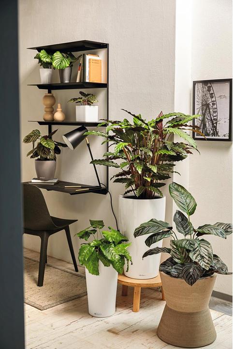 Produktbild Lechuza Deltini (15 cm)