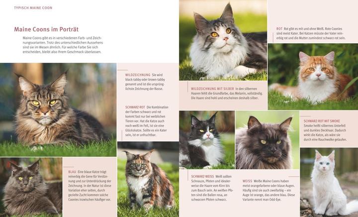 Produktbild Maine Coon (Deutsch, Birgit Kieffer, 2017)