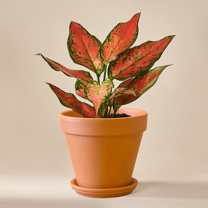 Produktbild Mary and Plants Aglaonema Cherry Baby (30 cm)