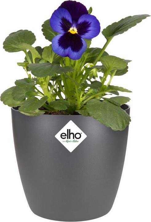 Produktbild Elho Brussels Mini (11 cm)