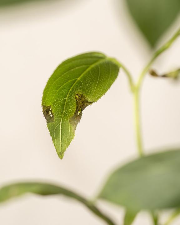 Actual product image feey Mini-Kiwi (500 cm)