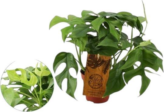 Plantlovers Monstera minima (Fensterblatt) (30 cm, Frisch umgetopft)