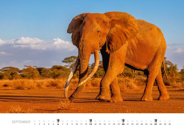 Produktbild Elefanten Kalender 2026