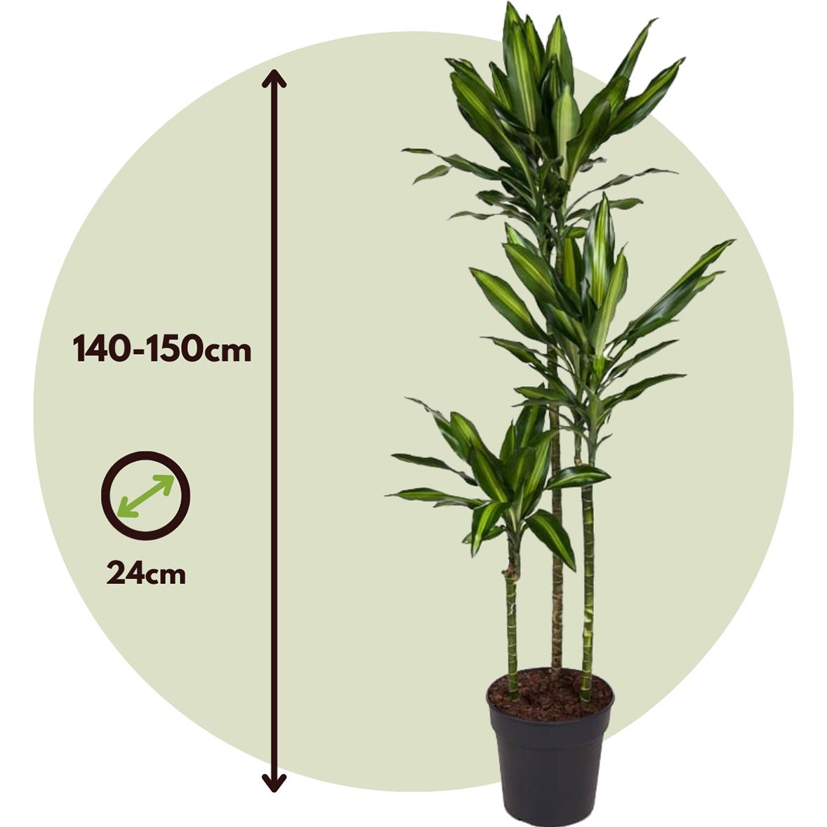 Thumbnail - Plant in a Box, Pflanzen, Dracaena fragrans Cintho - (140 cm)